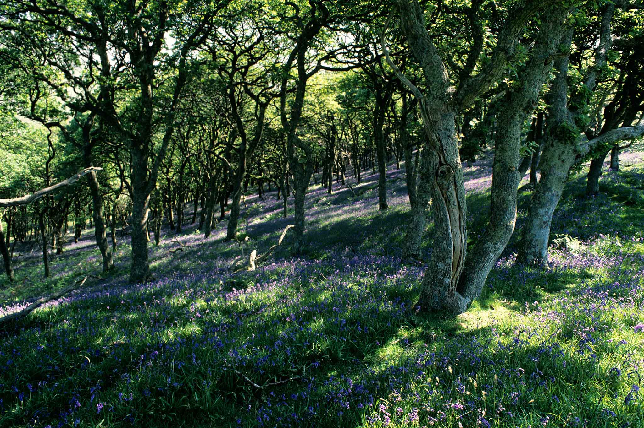 Trees & Ancient Woodland (AWS)