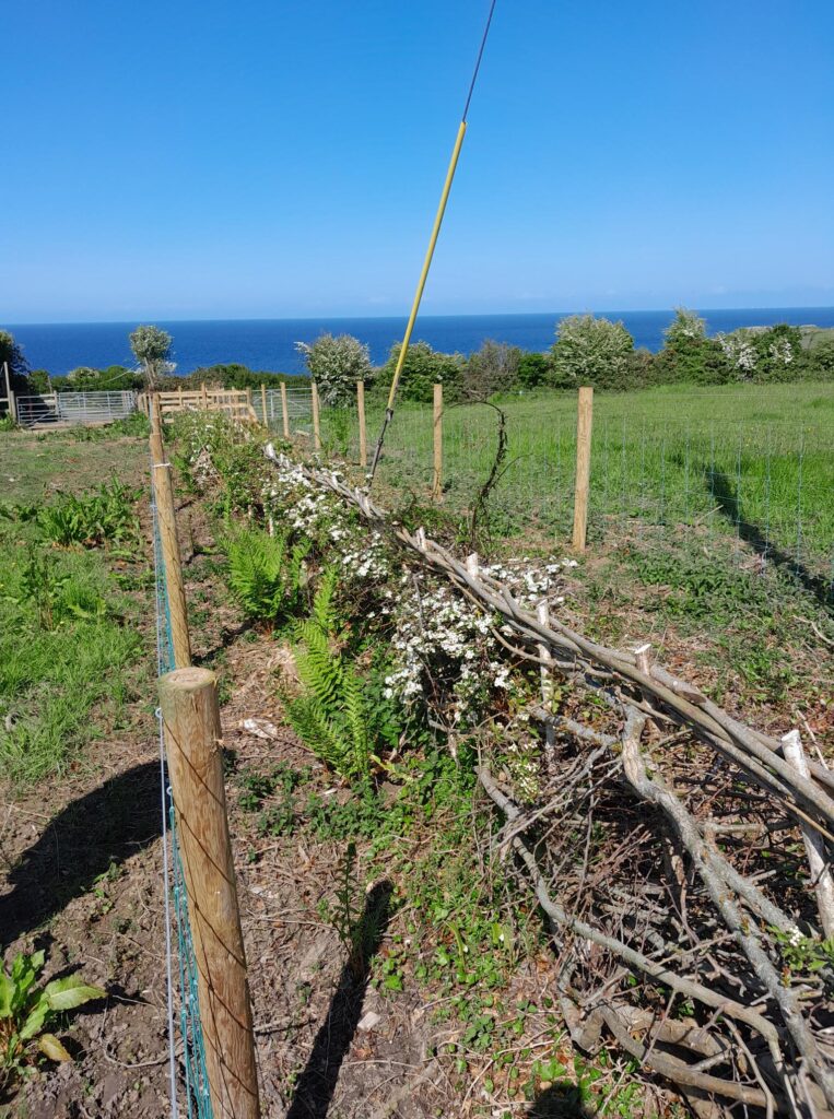 Grant funding to restore Anglesey’s traditional field boundaries