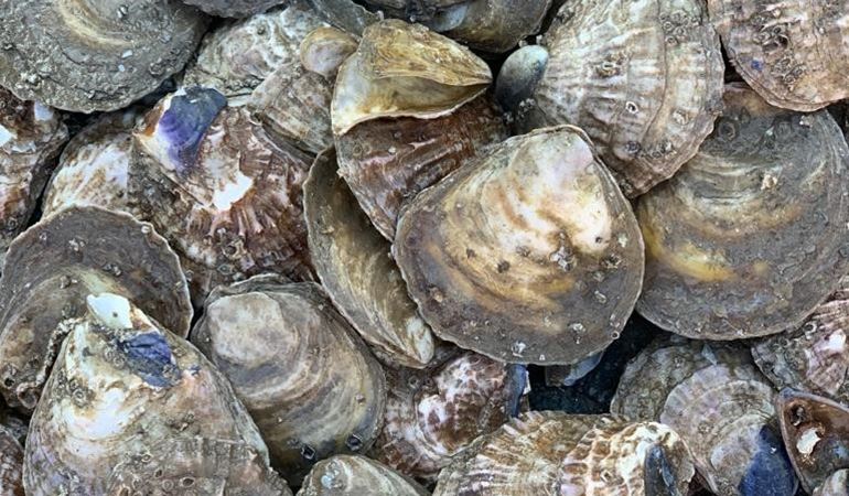 Oyster restoration set to enrich the Milford Haven Waterway