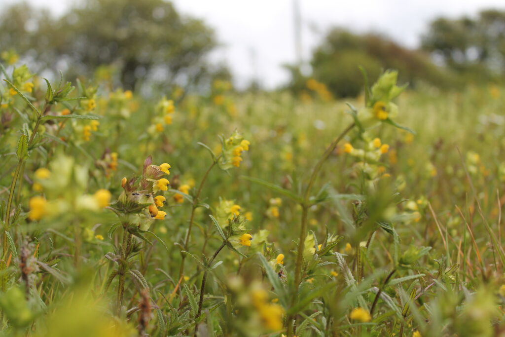 Support for nature-friendly farming across Wales’ most treasured landscapes