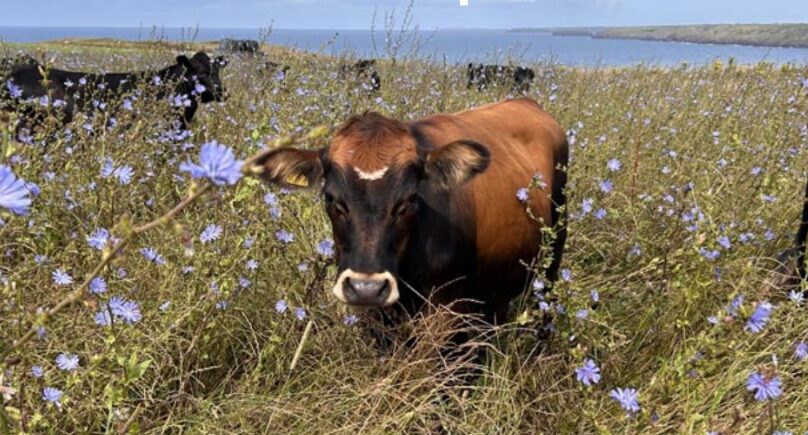 Connecting the Coast: Restoring Pembrokeshire’s Wildlife and Landscapes